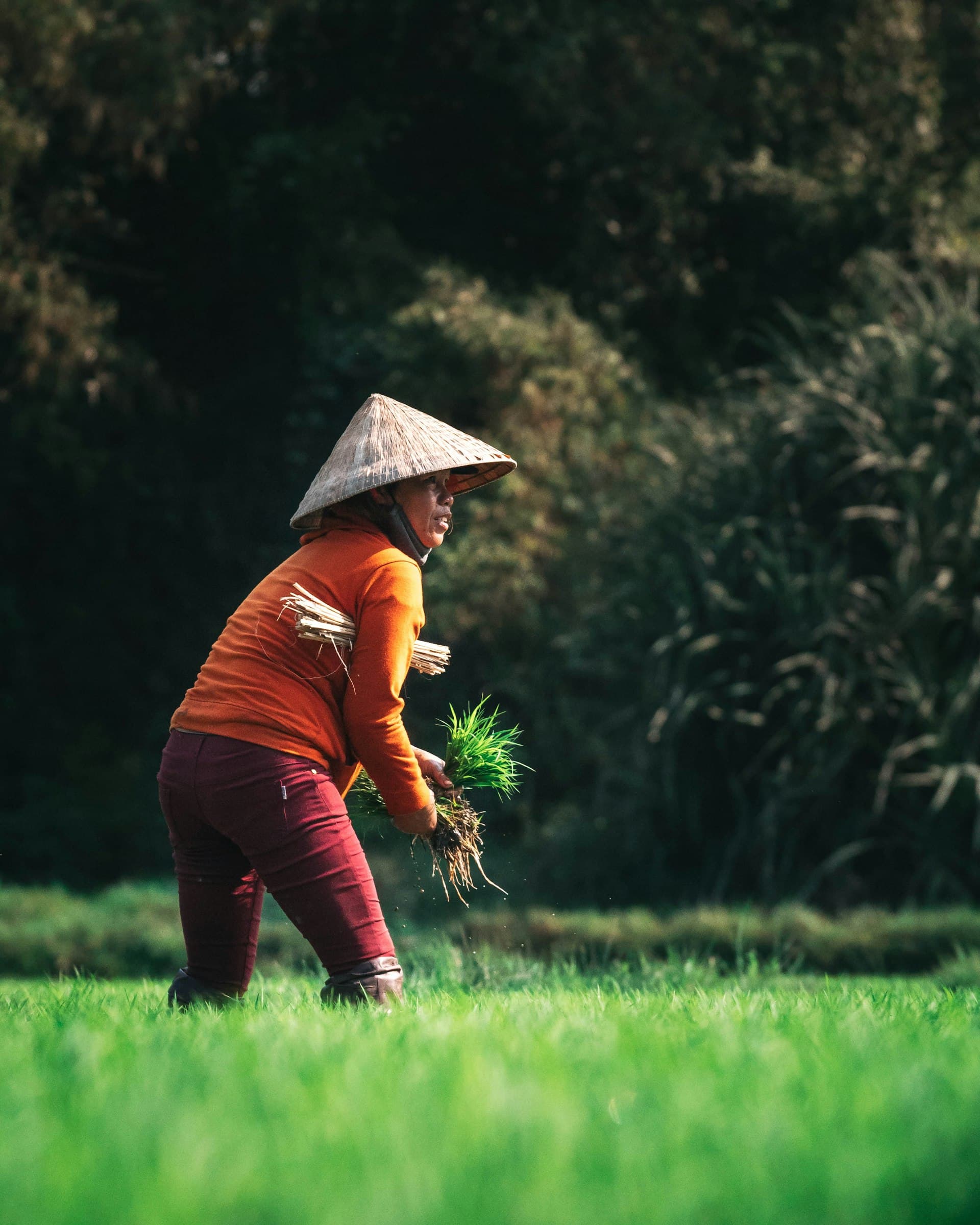 Wheat farmer in Europe