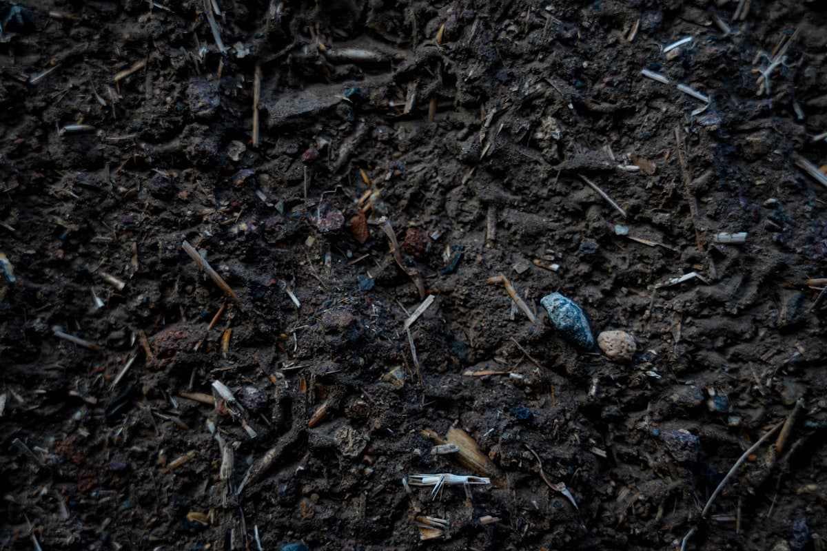 Close-up of rich, dark screened composted cattle manure with visible organic matter