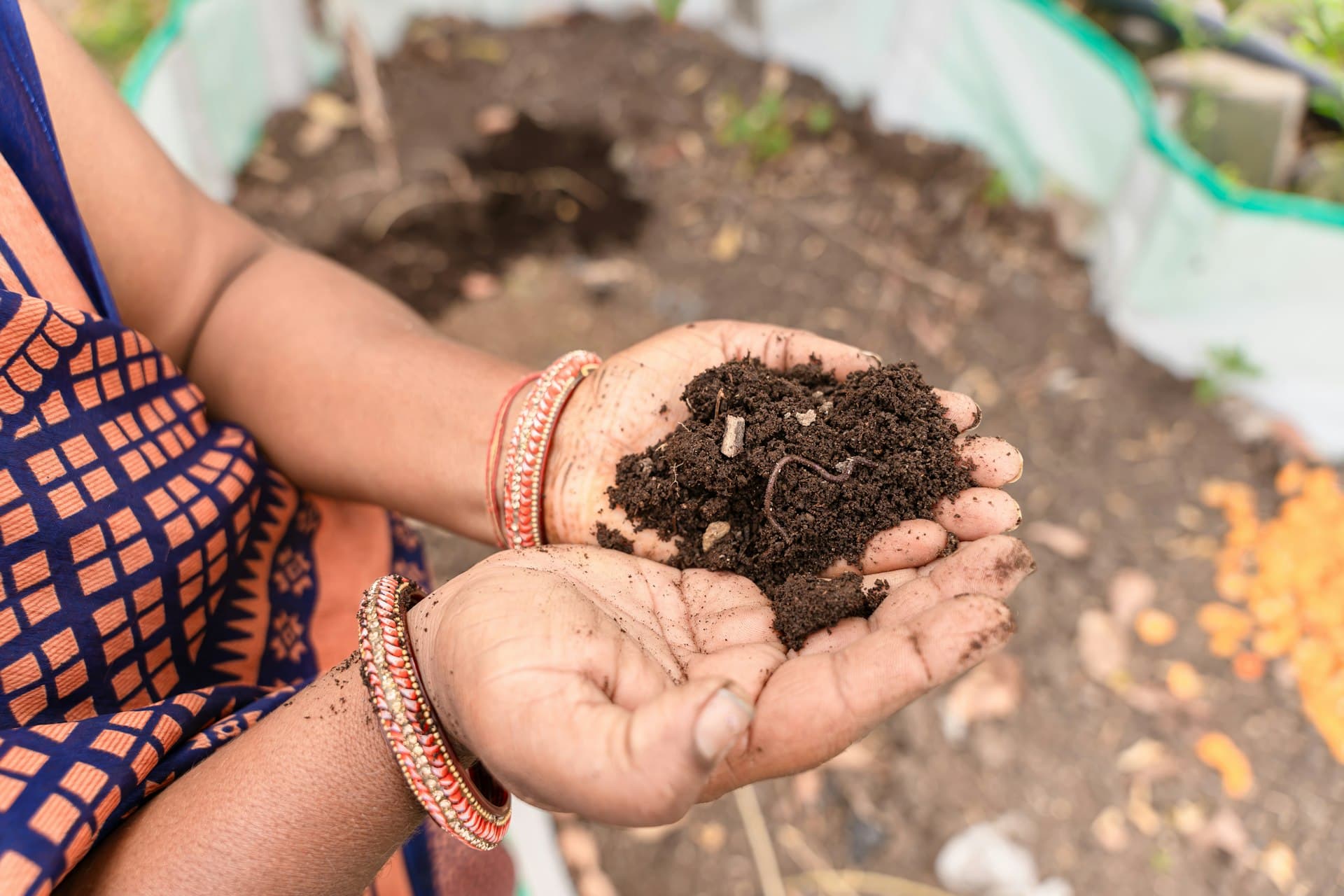 Hands holding fresh dark worm castings vermicompost with a live earthworm